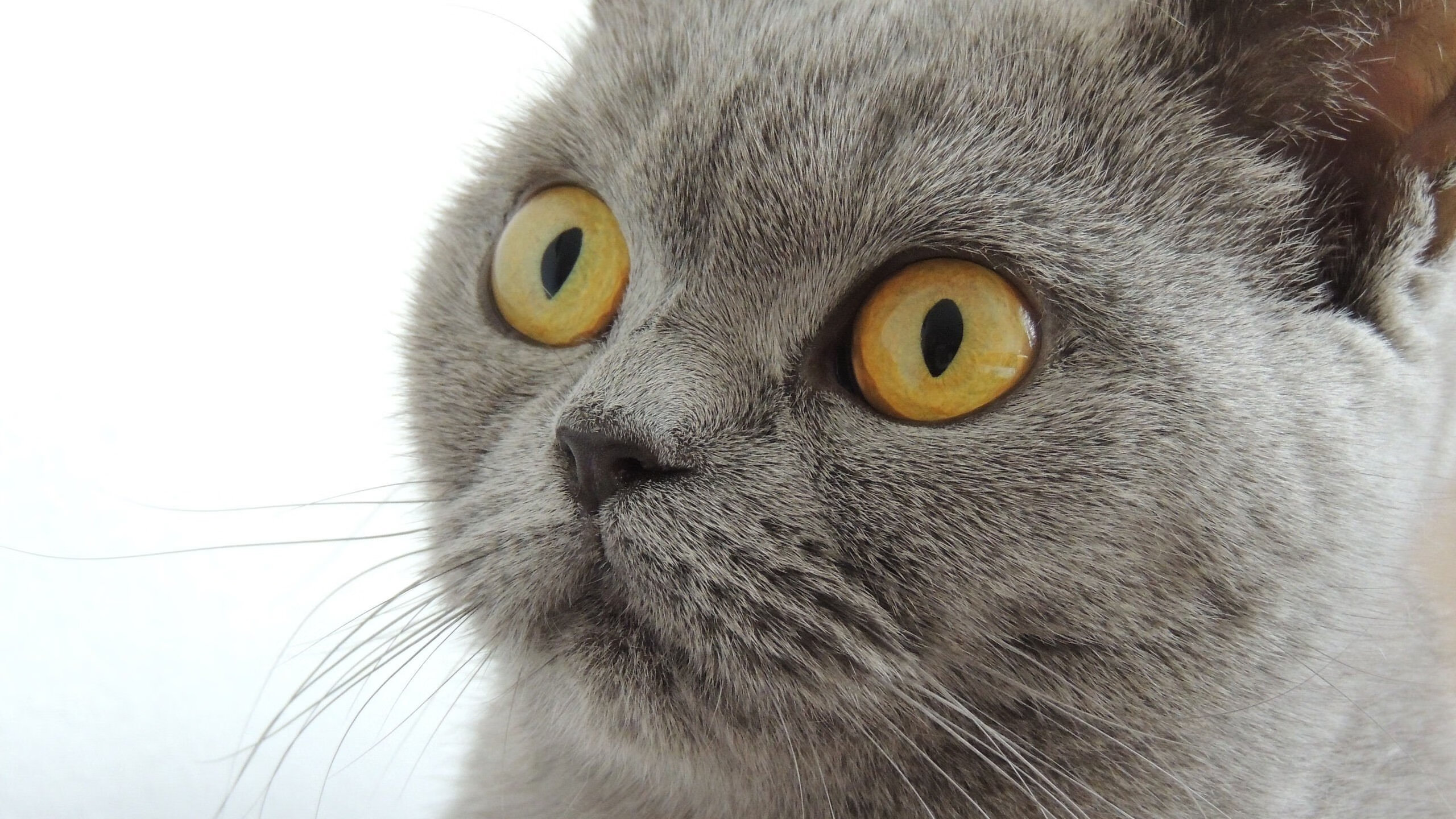 《电竞赛事中的数字互动:弹幕、投票让观众当“导演”》,电竞赛事数据平台