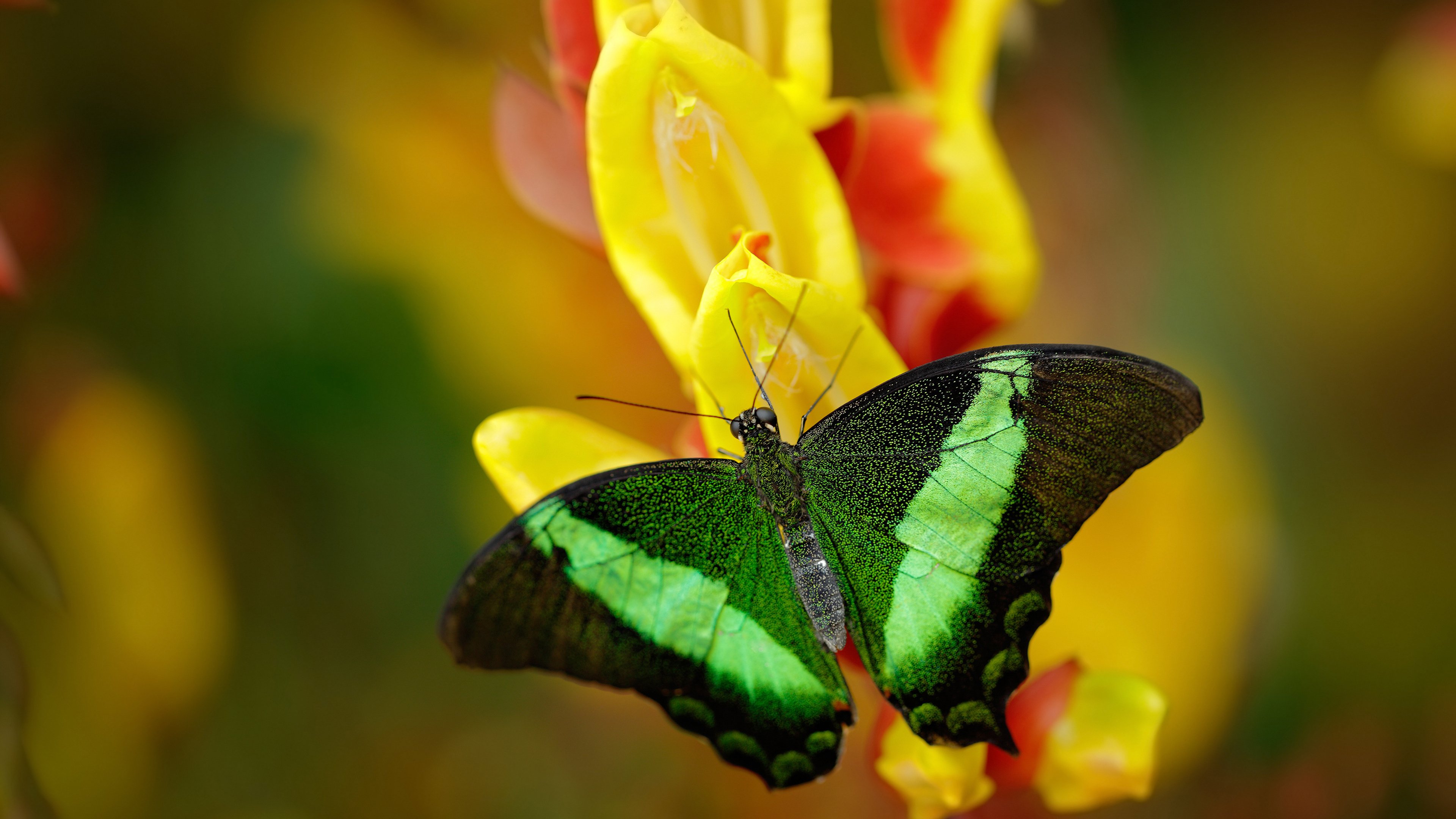 开云·体育官网APP下载-中国青少年足球联赛开幕，培养未来之星，中国青少年足球发展计划