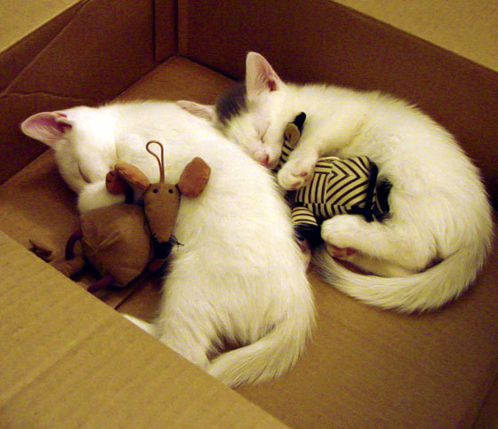 年度典范:球员的年度最佳表现一览,nba年度最佳球员奖