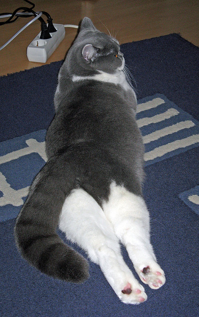 开云官方网页登录-战术风云榜：不同球队的战术优劣分析，战术风搭配