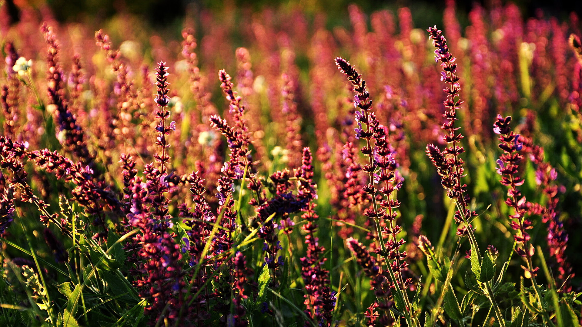 KAIYUNAPP-未来足球王者：新星在欧冠的崭露头角，未来足球十大潜力球星