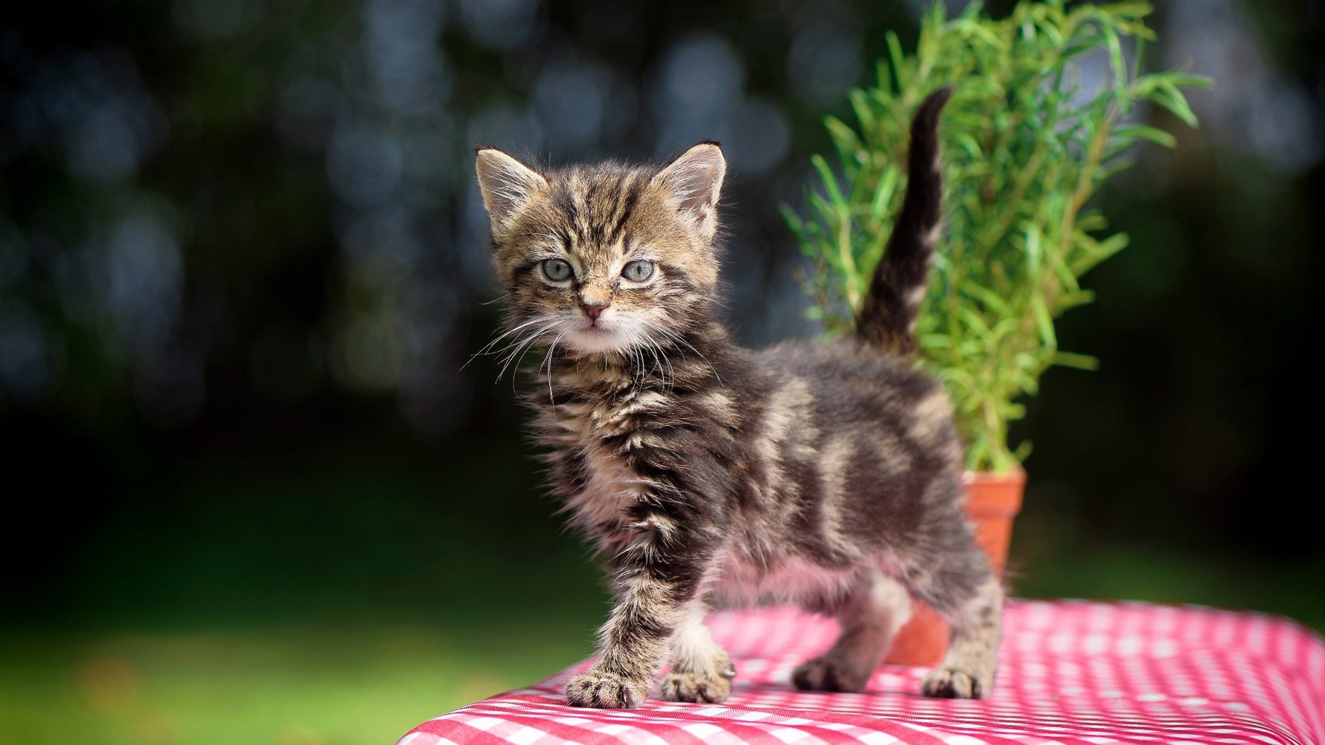 英格兰反曲弓队在2024年春季阿尔罗斯锦标赛中夺得男子团体银牌