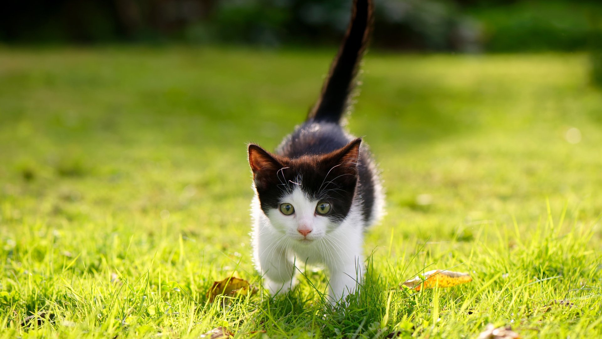 kaiyun官方网站-西甲：皇马4-2战胜塞维利亚，莫拉塔梅开二度，西甲-皇马4-1完胜格拉纳