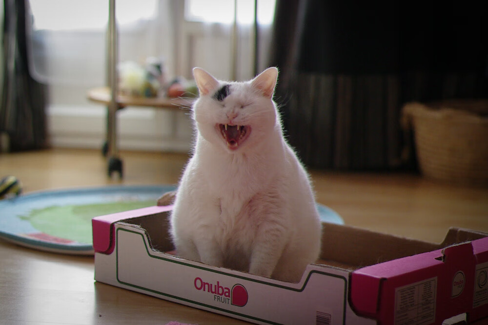 足球冬令营吸引近千名青少年报名参与,足球冬令营吸引近千名青少年报名参与比赛