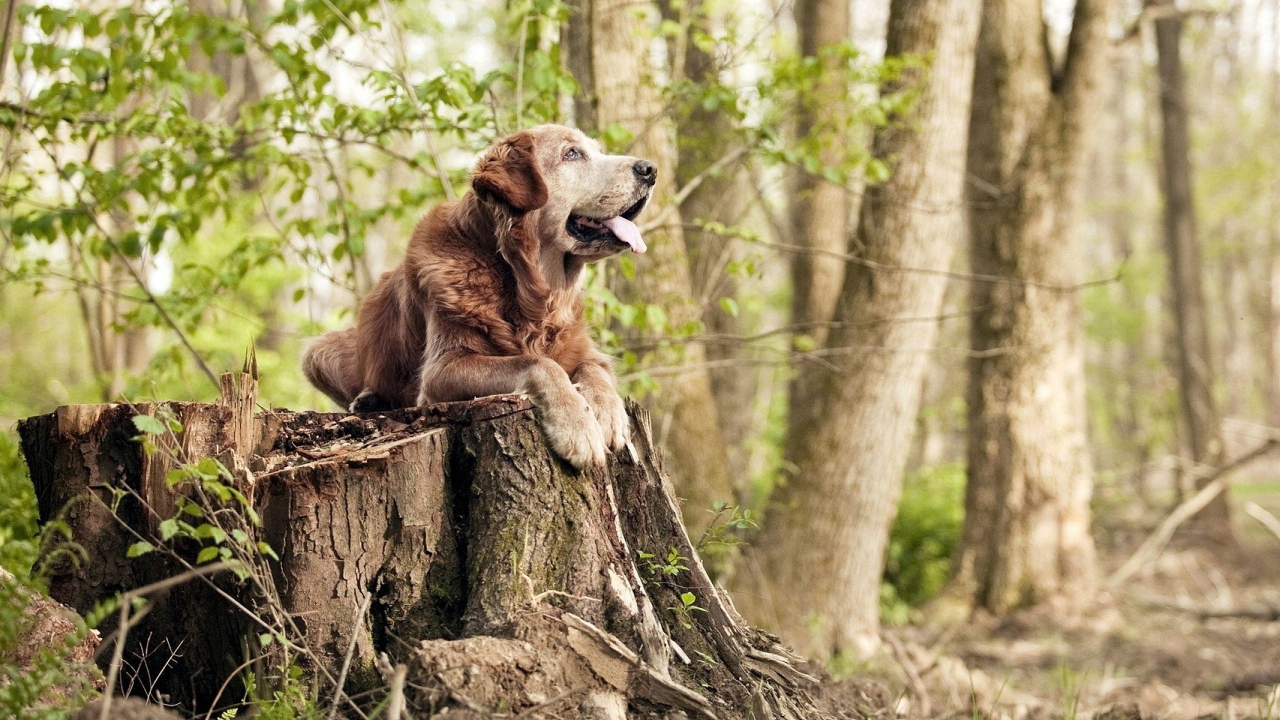 运动员权益保障法律法规不断完善,行业环境逐步优化,运动员权利