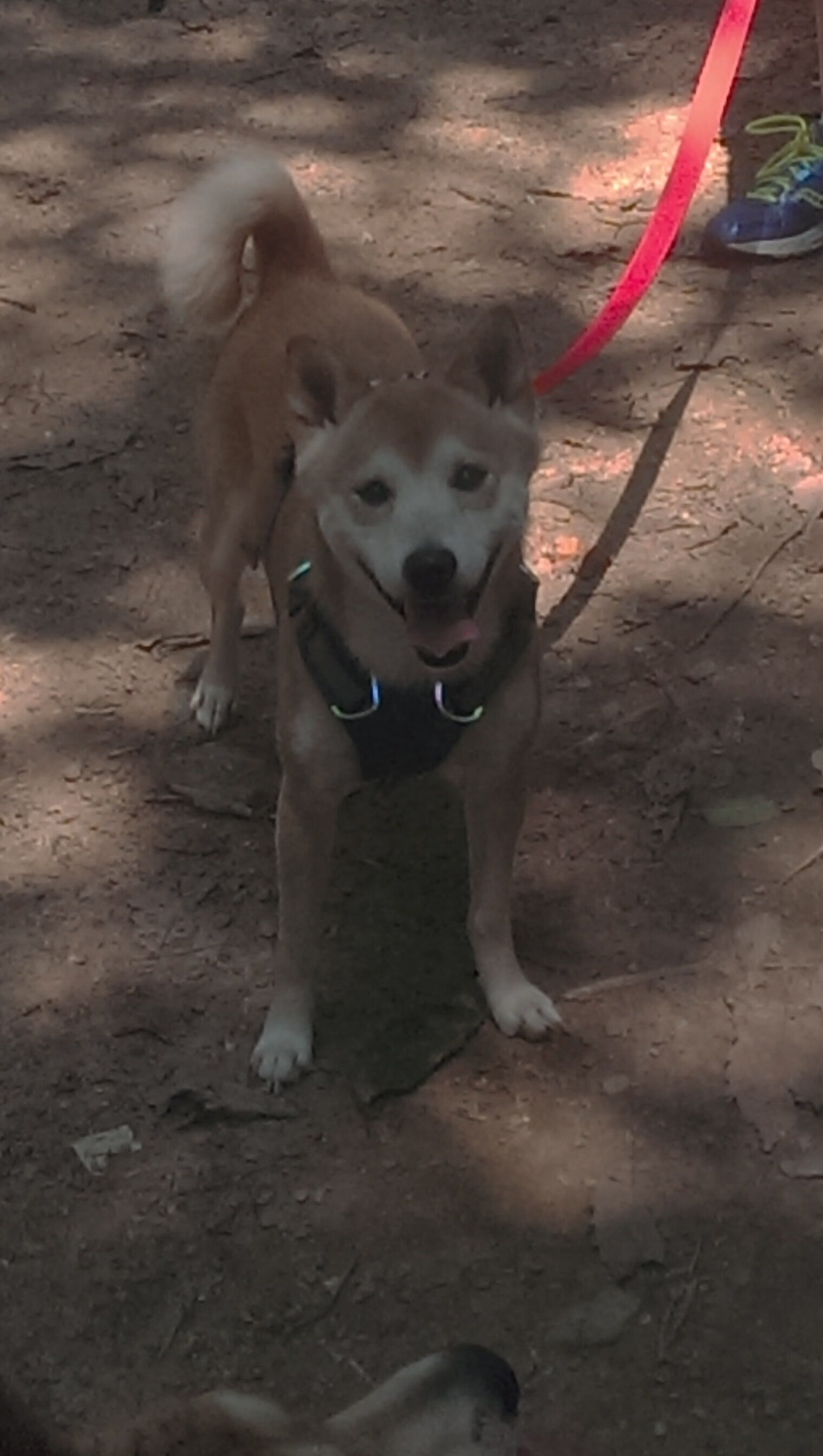 开云体育APP下载-布莱顿攻防两端均衡，海鸥军团信心十足，布莱顿海湾