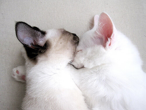 瑞士男足在巴黎奥运会比赛中以2-0战胜日本,瑞士足球战绩