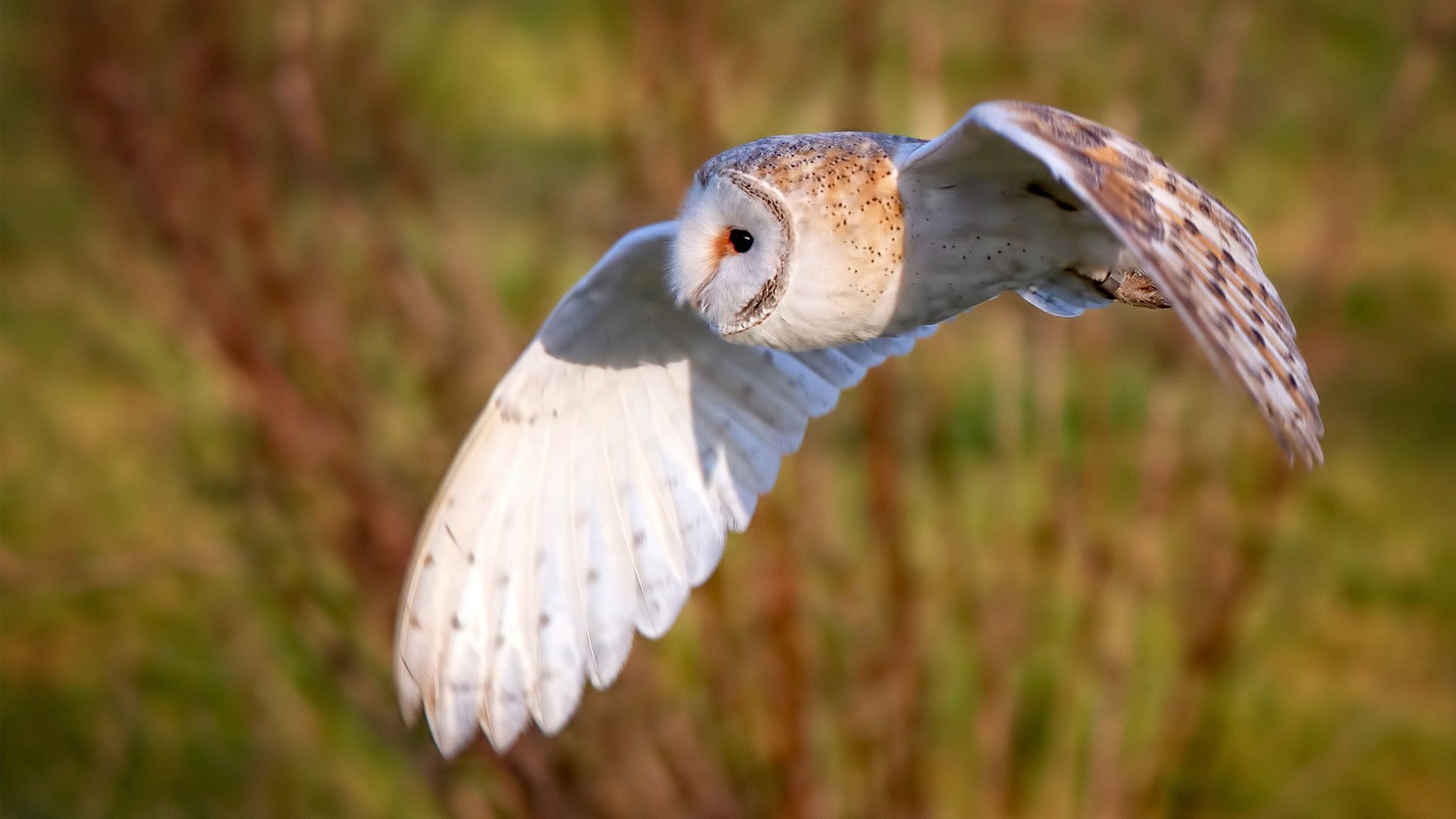 蔚山现代老将表现宝刀未老，蔚山现代近况