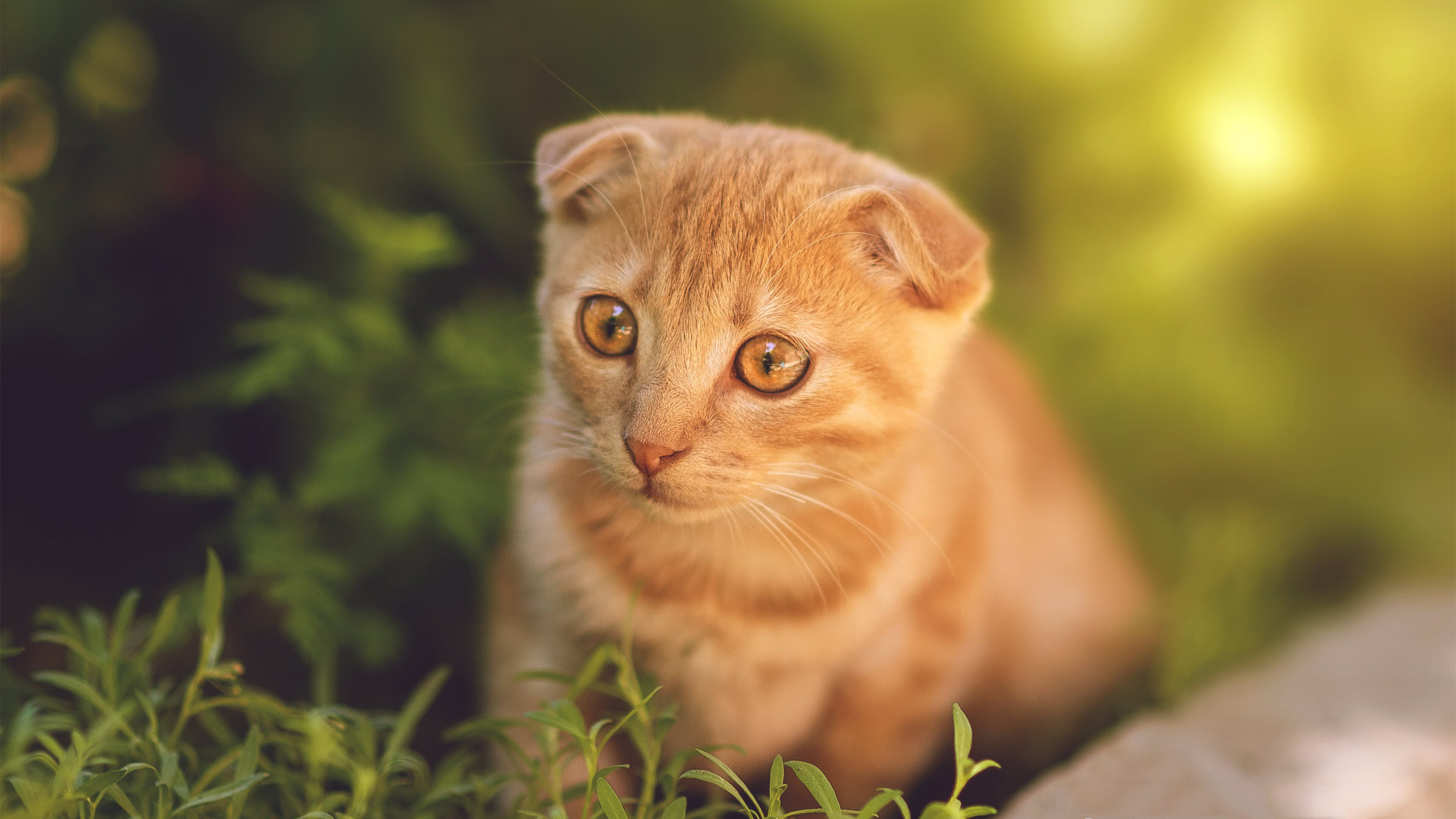 开云·Kaiyun网页版-黑马崛起：一支实力强劲的球队在比赛中崭露头角，黑马起飞