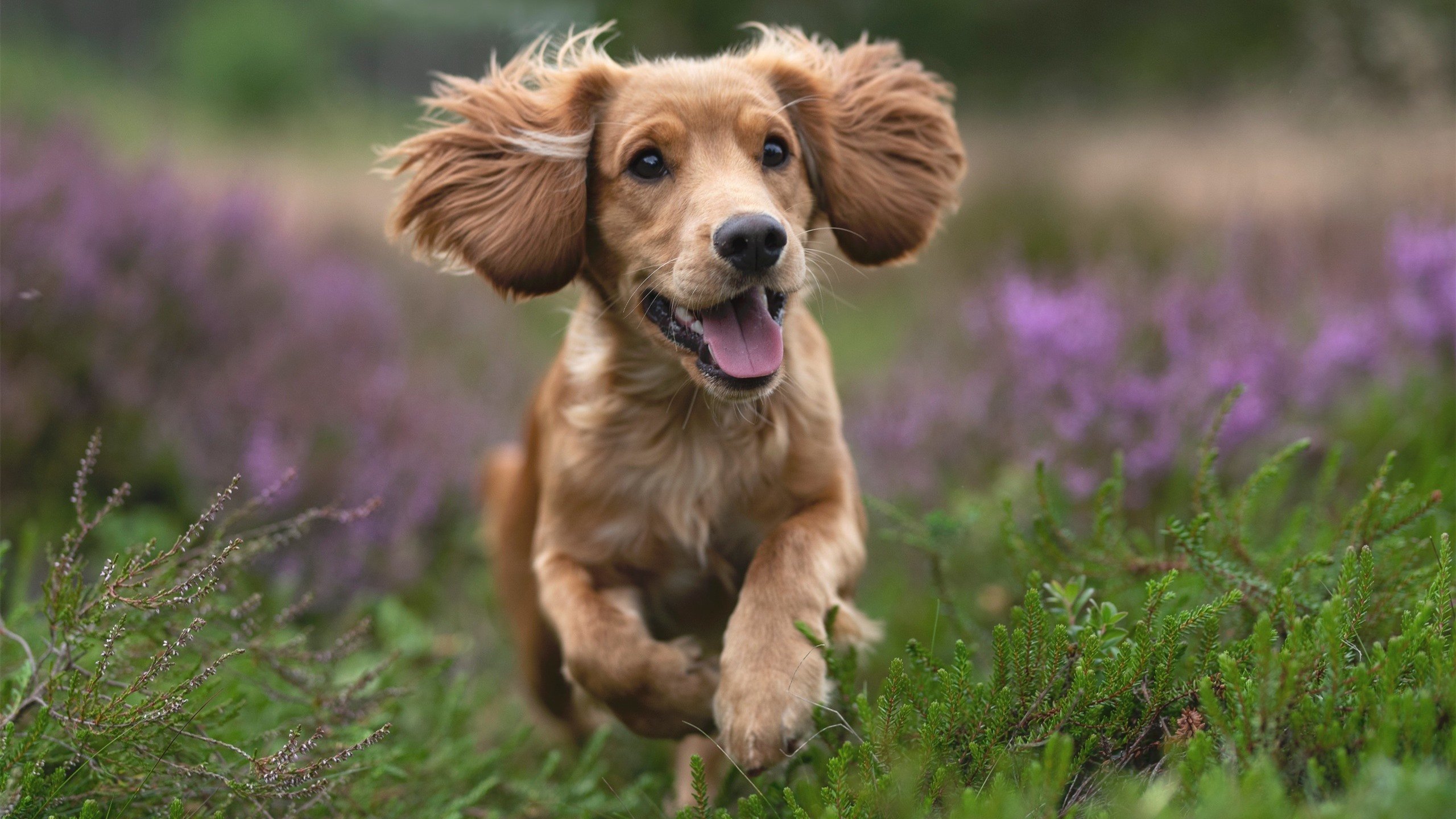 世界田径大赛百米决赛精彩纷呈,世界田径比赛100米