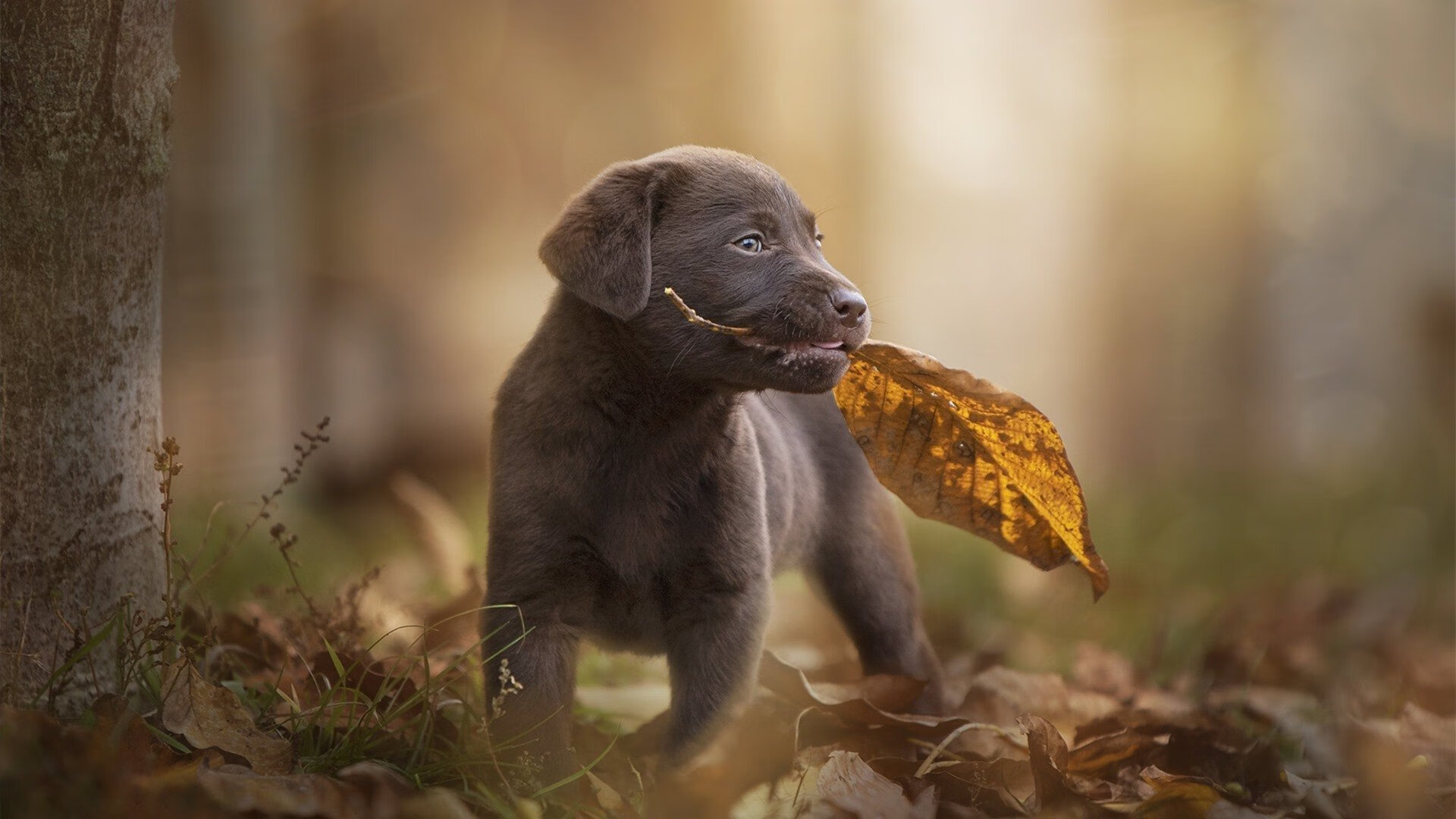 中国篮球职业联赛俱乐部管理风险控制研究,nba篮球俱乐部管理现状分析