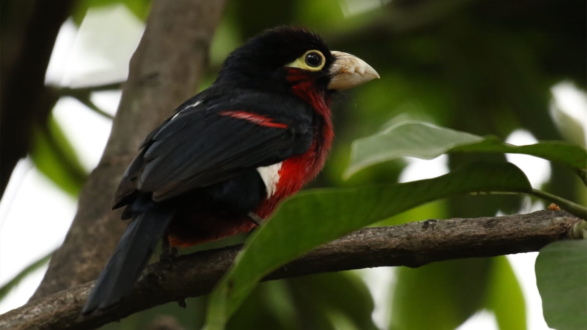 全国青少年健美操比赛青春燃烧,青少年健美操运动技能等级标准