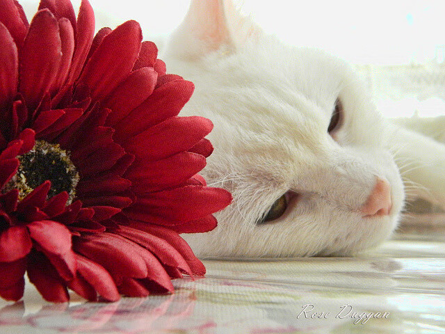 CBA球队加强青训体系建设,cba青训规定