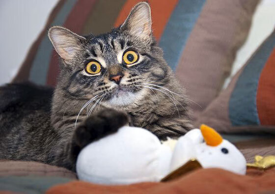 kaiyun网站-“香港足球盛会：阿仙奴与热刺的决胜时刻”