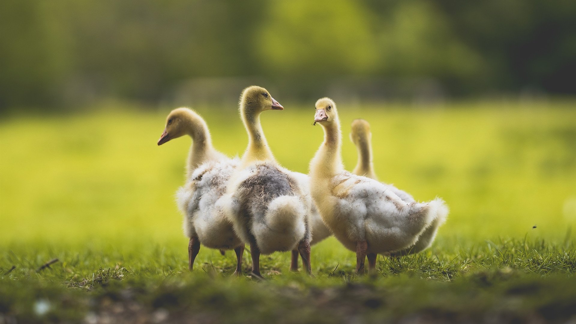 中国香港队赛制探讨:如何通过团体协作发挥更强战斗力,香港队比赛