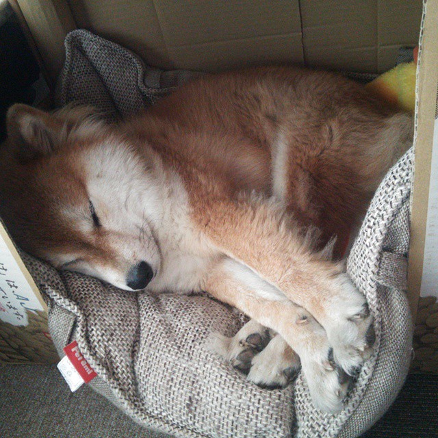 开云官网-莱德基长距离自由泳无人可敌，莱德基自由泳技术