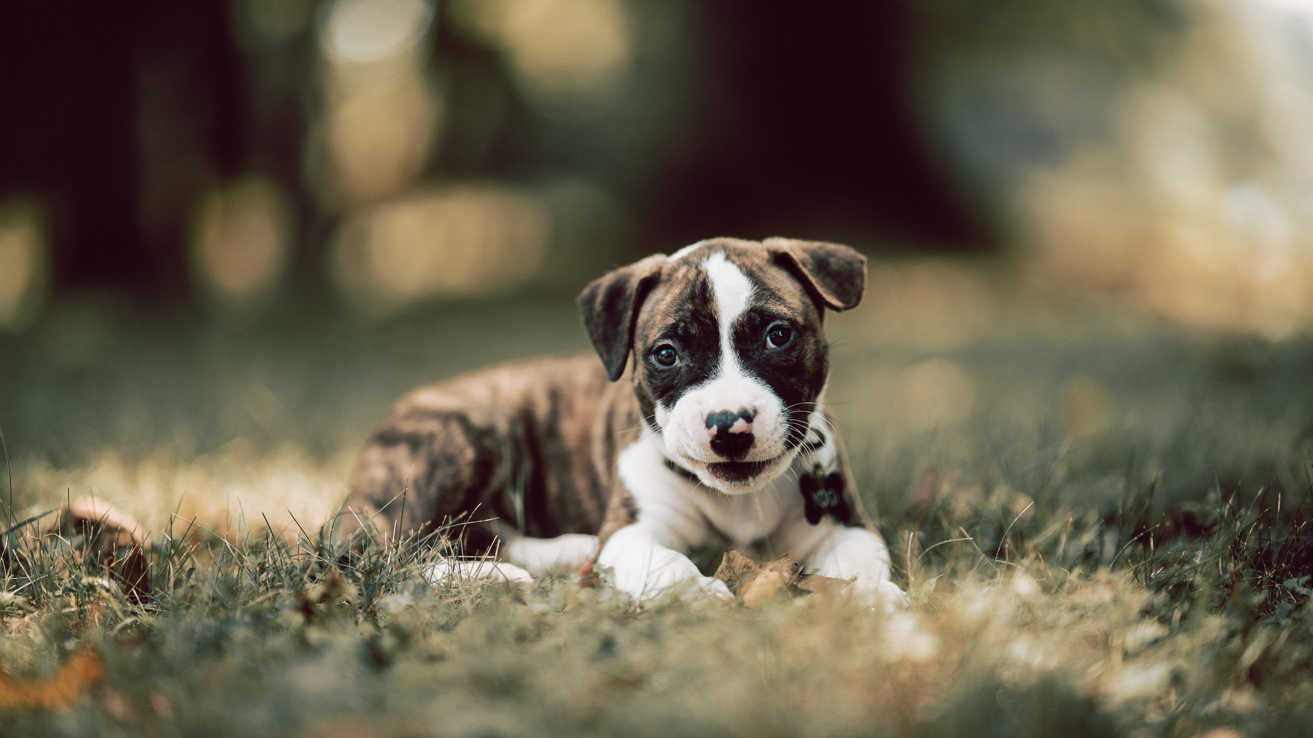 开云网站-主场票务系统优化减少拥堵提升观众入场效率，场馆票务