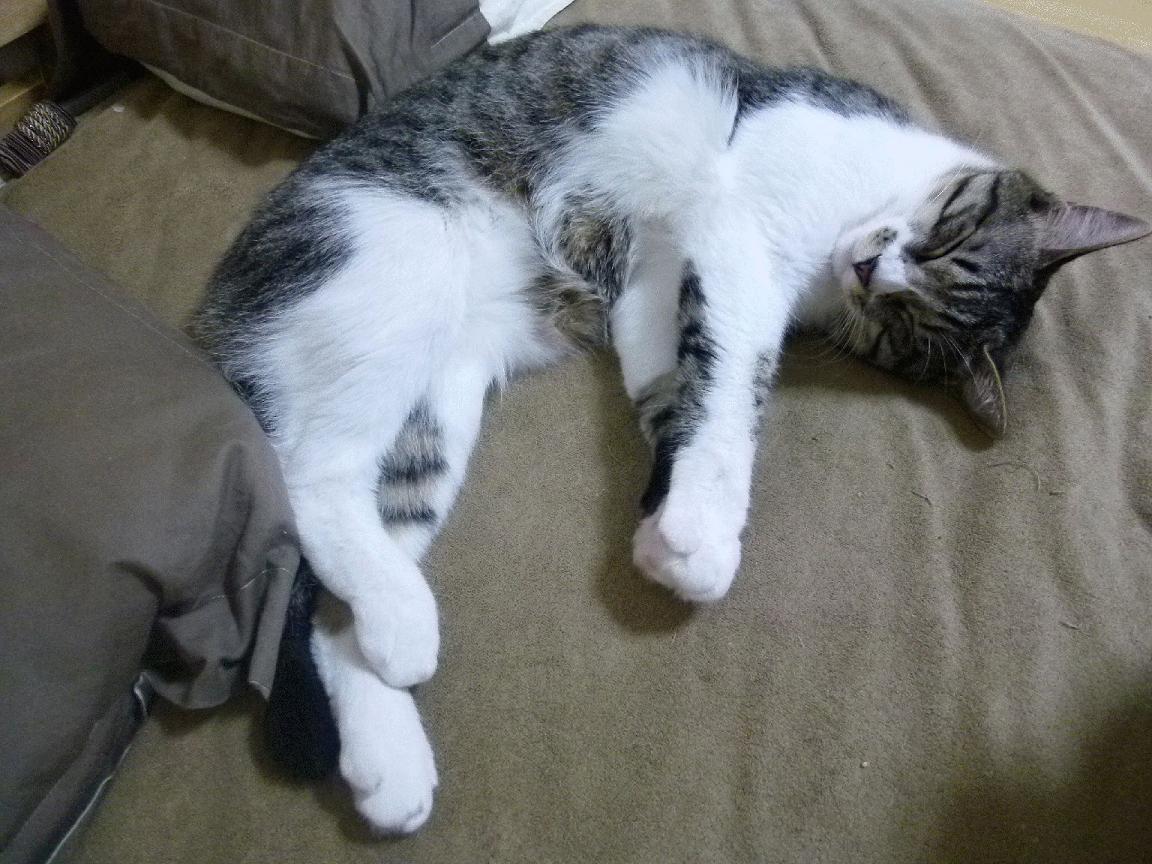 体育新闻中心发布体育院校运动员学业辅导扶持细则,运动员兼顾大学学业