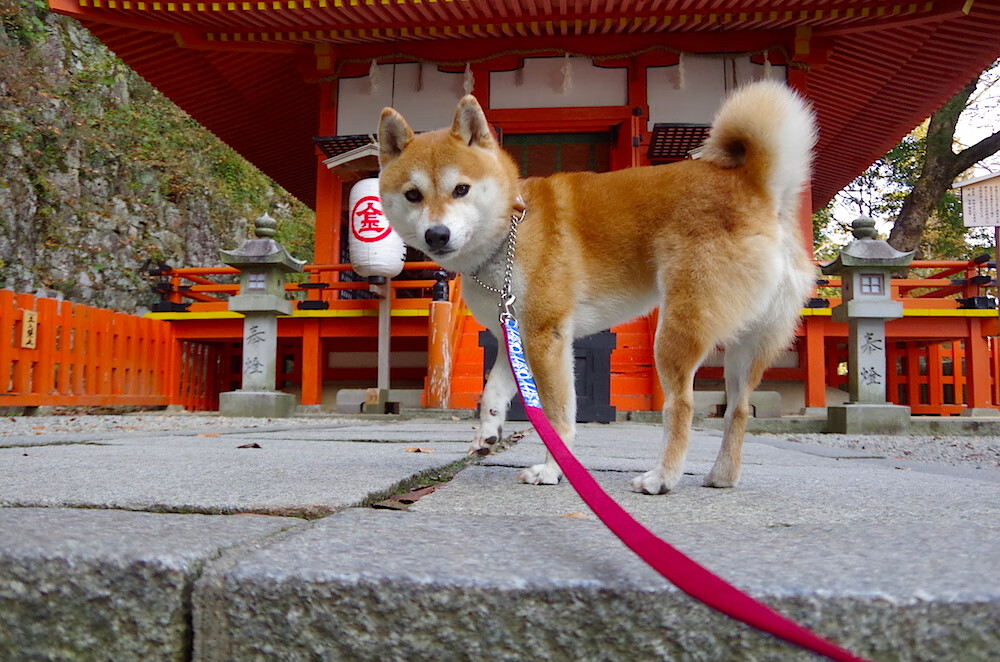 开云网页版-灰熊主场优势丧失连续失利，灰熊主力名单