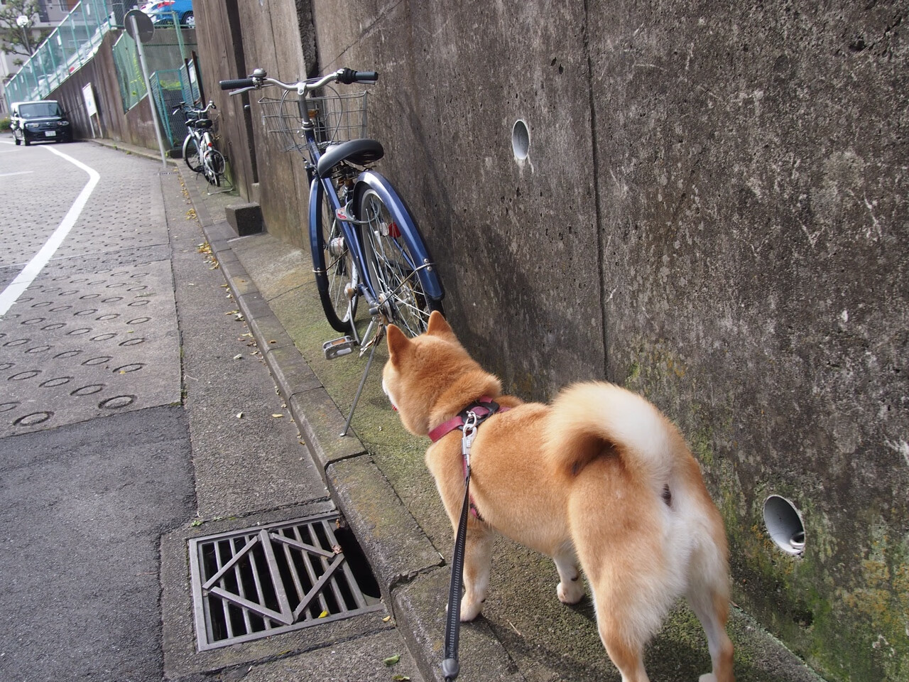 科里·简:进攻威胁不断,为全黑队的进攻体系提供强大支持,科里纳是什么意思