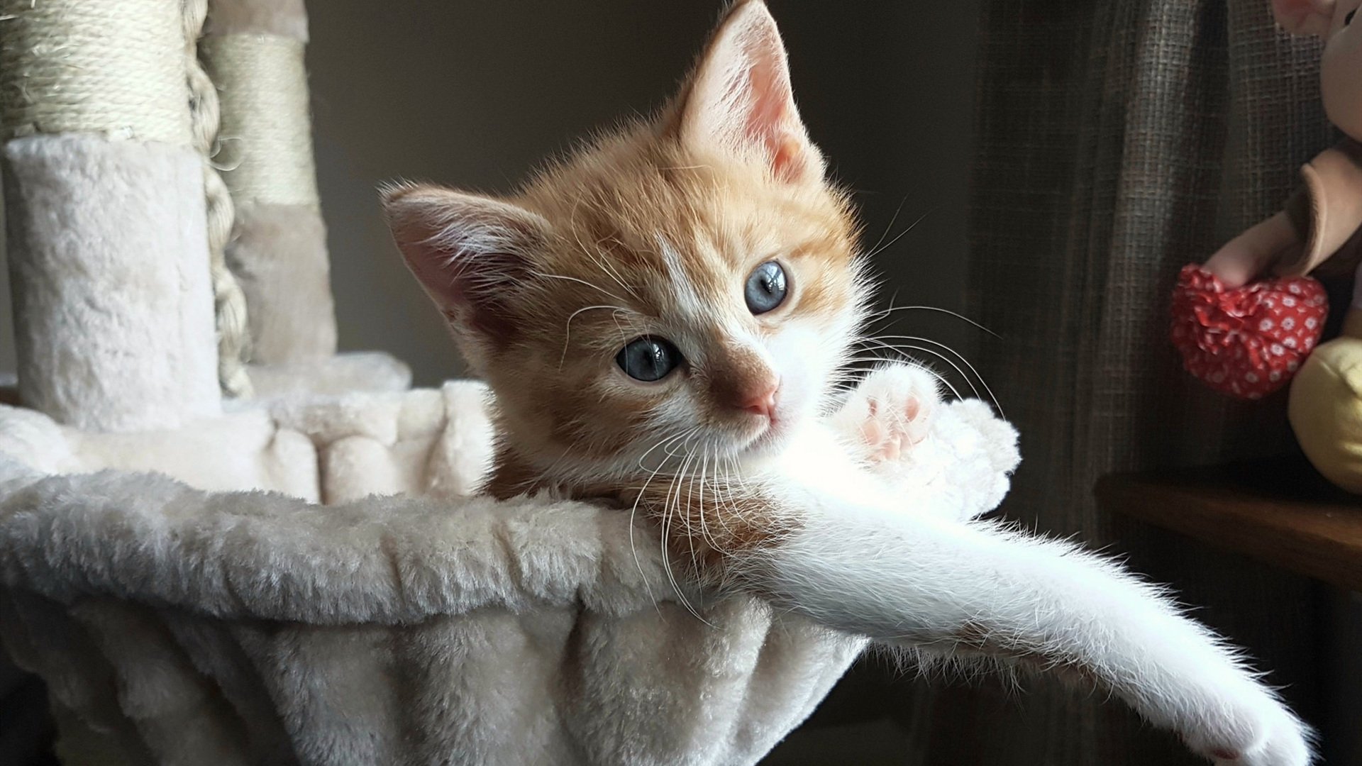 KAIYUNAPP-皮特·卡普尔的爆发力与敏捷性让袋鼠队攻守平衡更有保障，卡尔皮纳袋鼠