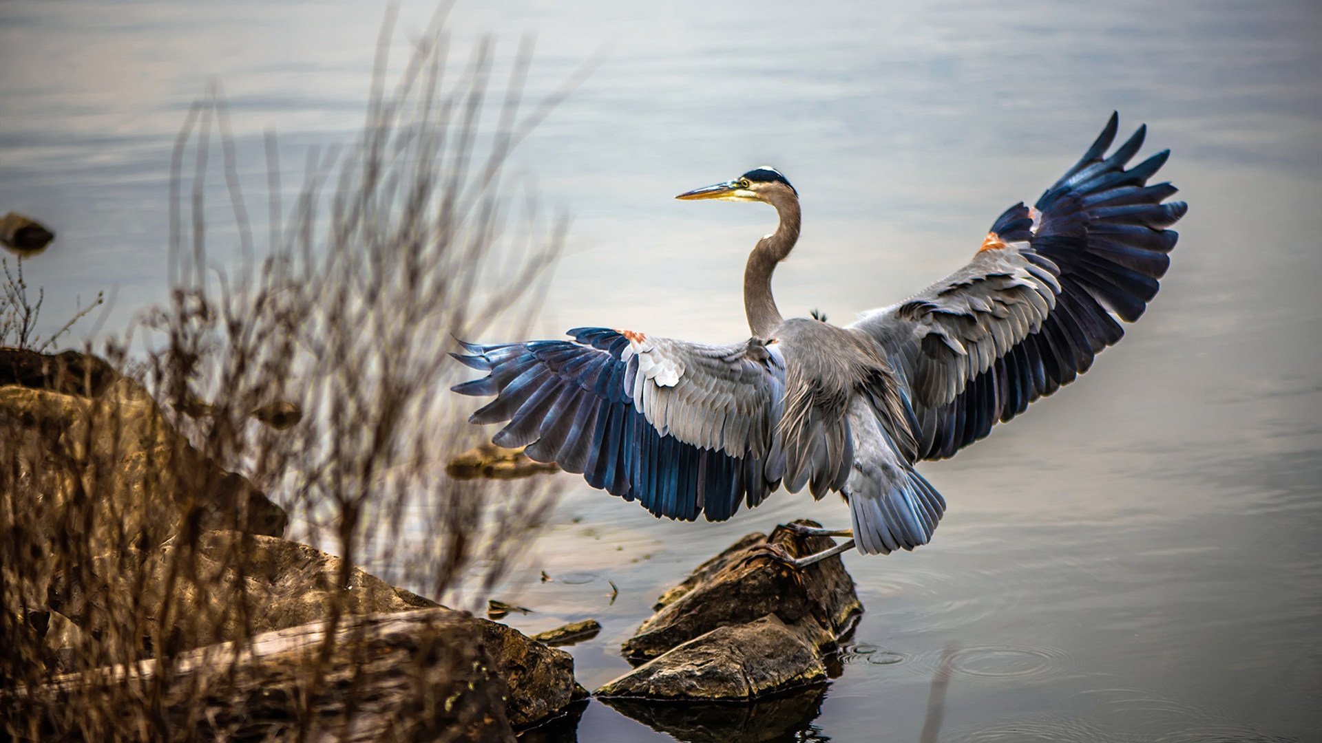 麦基翁200米仰泳赛场表现引关注,游泳名将麦基翁